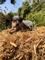 Blue 3 , a female Australian Cattle Dog for sale in Hawkinsville, GA – 1 of 2