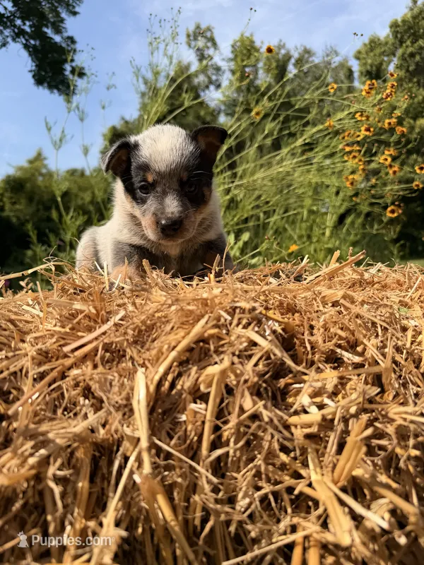 Blue boy 1 – Australian Cattle Dog puppy for sale in Hawkinsville, GA