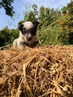 Blue boy 1, a male Australian Cattle Dog for sale in Hawkinsville, GA – 1 of 2