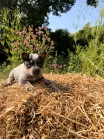 Blue 1 , a female Australian Cattle Dog for sale in Hawkinsville, GA – 1 of 2