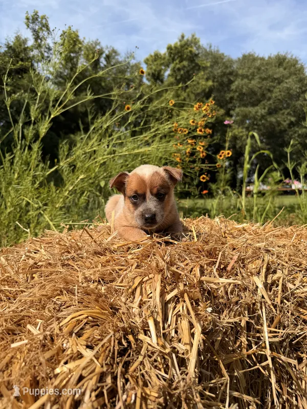 Red boy 1  – Australian Cattle Dog puppy for sale in Hawkinsville, GA
