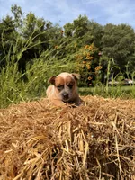 Red boy 1 , a male Australian Cattle Dog for sale in Hawkinsville, GA – 3 of 3