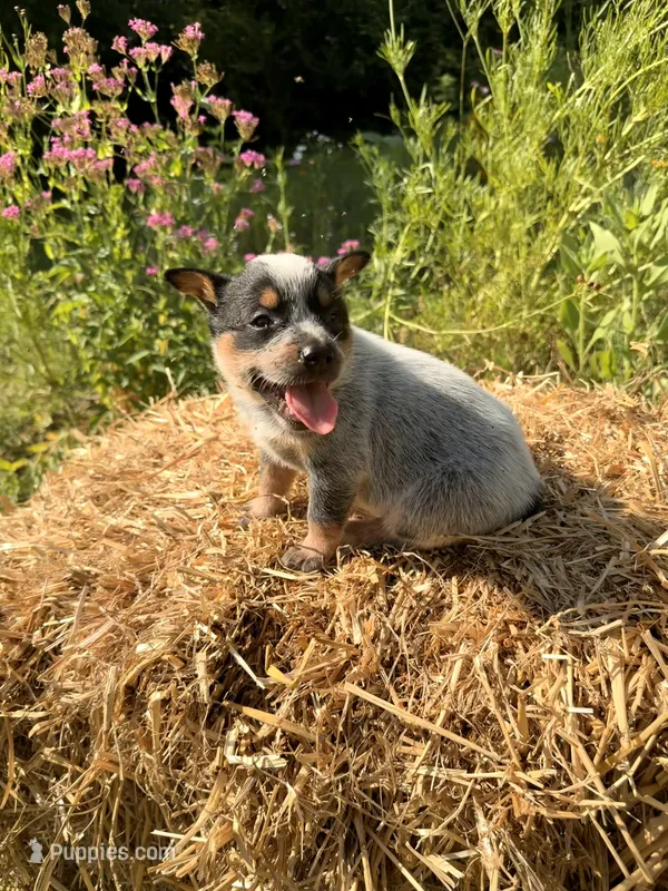 Blue 2 – Australian Cattle Dog puppy for sale in Hawkinsville, GA