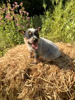 Blue 2, a female Australian Cattle Dog for sale in Hawkinsville, GA – 1 of 3
