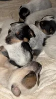 Red and Blue, a male Australian Cattle Dog for sale in Hawkinsville, GA – 2 of 2