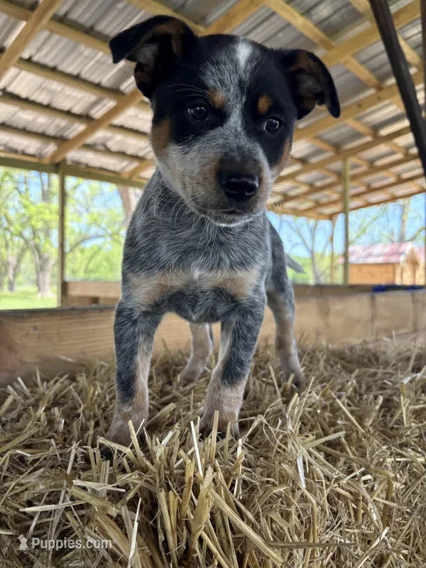 Blue 5  – Australian Cattle Dog puppy for sale in Hawkinsville, GA