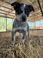 Blue 5 , a male Australian Cattle Dog for sale in Hawkinsville, GA – Photo 1 of 4