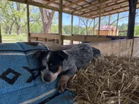 Blue 5 , a male Australian Cattle Dog for sale in Hawkinsville, GA – Photo 3 of 4