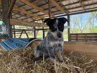 Blue 5 , a male Australian Cattle Dog for sale in Hawkinsville, GA – Photo 2 of 4