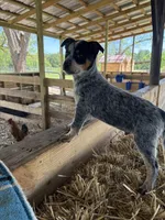 Blue 5 , a male Australian Cattle Dog for sale in Hawkinsville, GA – Photo 4 of 4