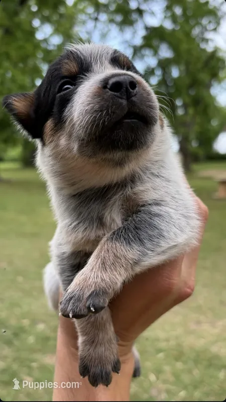 Red and Blue – Australian Cattle Dog puppy for sale in Hawkinsville, GA