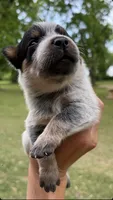 Red and Blue, a male Australian Cattle Dog for sale in Hawkinsville, GA – 1 of 2