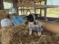 Blue 4, a female Australian Cattle Dog for sale in Hawkinsville, GA – Photo 2 of 4