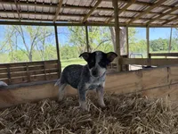 Blue 4, a female Australian Cattle Dog for sale in Hawkinsville, GA – Photo 3 of 4