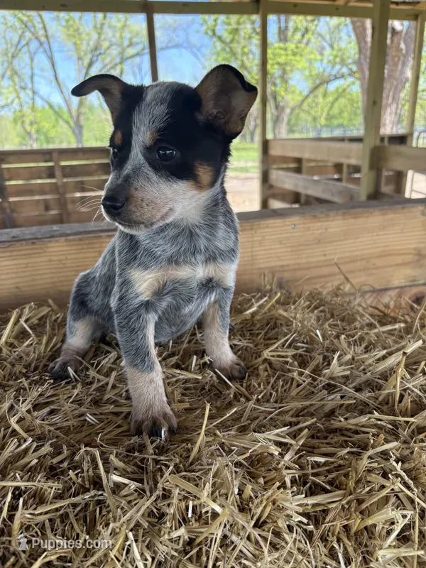 Blue 4 – Australian Cattle Dog puppy for sale in Hawkinsville, GA