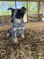 Blue 4, a female Australian Cattle Dog for sale in Hawkinsville, GA – Photo 1 of 4