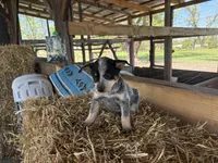 Blue 4, a female Australian Cattle Dog for sale in Hawkinsville, GA – Photo 4 of 4