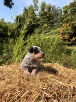 Blue boy 2, a male Australian Cattle Dog for sale in Hawkinsville, GA – 2 of 3