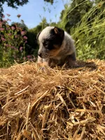 Blue boy 1, a male Australian Cattle Dog for sale in Hawkinsville, GA – 2 of 2