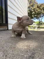 None, a male American Bully for sale in Milwaukee, WI – 1 of 2