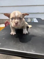 None, a male American Bully for sale in Milwaukee, WI – 2 of 2
