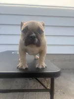 None, a male American Bully for sale in Milwaukee, WI – 2 of 2