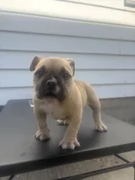 None, a male American Bully for sale in Milwaukee, WI – 1 of 2