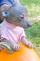 Pixie Rare HAIRLESS  TRY to find another , a female Chihuahua and Chiweenie for sale in Schroon Lake, NY – 2 of 6