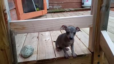 Very Rare Hairless Chihuahua Chiweenie Female ❤️, a female Chihuahua and Chiweenie for sale in Schroon Lake, NY – 7 of 7
