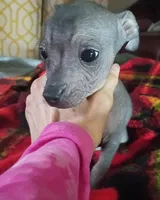 Pixie, a female Chihuahua and Chiweenie for sale in Woodhaven, NY – 3 of 6