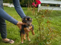 Chiweenie, a male Chiweenie for sale in Glens Falls, NY – 10 of 10