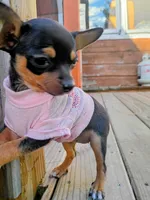 itsy bitsy teeny weenie, a female Chihuahua and Chiweenie for sale in Schroon Lake, NY – 2 of 10