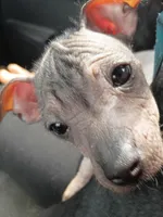 Very Rare Hairless Chihuahua Chiweenie Female ❤️, a female Chihuahua and Chiweenie for sale in Schroon Lake, NY – 1 of 7