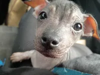 Very Rare Hairless Chihuahua Chiweenie Female ❤️, a female Chihuahua and Chiweenie for sale in Schroon Lake, NY – 4 of 7