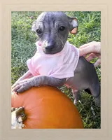 Pixie, a female Chihuahua and Chiweenie for sale in Woodhaven, NY – 5 of 6