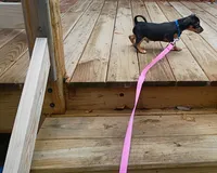 Chiweenie, a male Chiweenie for sale in Glens Falls, NY – 3 of 10