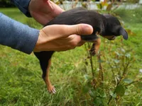 Chiweenie, a male Chiweenie for sale in Glens Falls, NY – 8 of 10