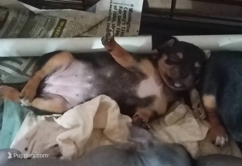 itsy bitsy teeny weenie – Chihuahua, Chiweenie puppy for sale in Schroon Lake, NY