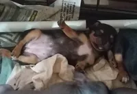 Bitsy The Chiweenie, a female Chihuahua and Chiweenie for sale in Schroon Lake, NY – 2 of 10