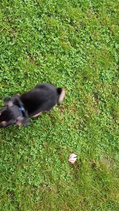 Chihuahua  Dachshund  toy, a male Chiweenie for sale in Schroon Lake, NY – 10 of 10