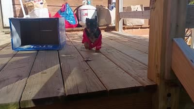 Adorable Chihuahua Chiweenie, a male Chiweenie for sale in Schroon Lake, NY – 10 of 10