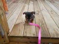Chiweenie, a male Chiweenie for sale in Glens Falls, NY – 5 of 10