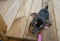 Chiweenie, a male Chiweenie for sale in Glens Falls, NY – 2 of 10