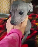 Pixie Rare HAIRLESS  TRY to find another , a female Chihuahua and Chiweenie for sale in Schroon Lake, NY – 3 of 6
