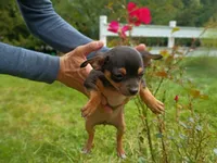 Chiweenie, a male Chiweenie for sale in Glens Falls, NY – 7 of 10