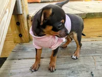 itsy bitsy teeny weenie, a female Chihuahua and Chiweenie for sale in Schroon Lake, NY – 10 of 10