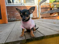 itsy bitsy teeny weenie, a female Chihuahua and Chiweenie for sale in Schroon Lake, NY – 9 of 10