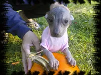 Pixie Rare HAIRLESS  TRY to find another , a female Chihuahua and Chiweenie for sale in Schroon Lake, NY – 4 of 6