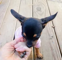 itsy bitsy teeny weenie, a female Chihuahua and Chiweenie for sale in Schroon Lake, NY – 6 of 10