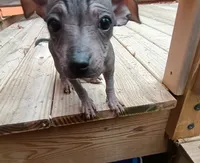 Very Rare Hairless Chihuahua Chiweenie Female ❤️, a female Chihuahua and Chiweenie for sale in Schroon Lake, NY – 2 of 7